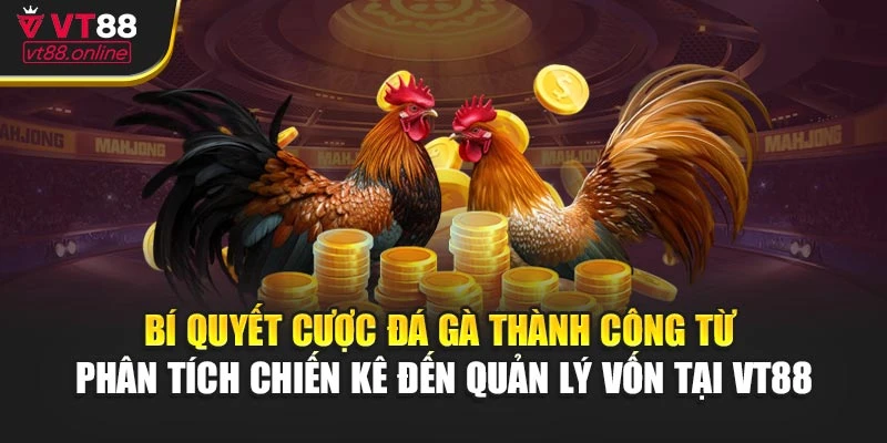Bí quyết cược đá gà thành công từ phân tích chiến kê đến quản lý vốn tại VT88