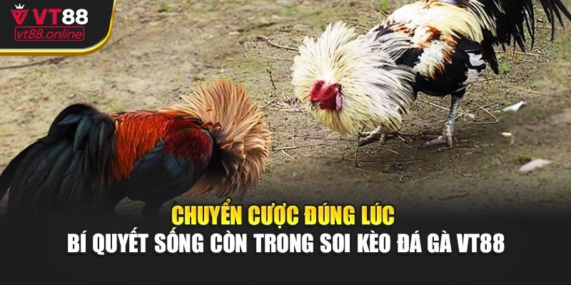 Chuyển cược đúng lúc – Bí quyết sống còn trong soi kèo đá gà VT88