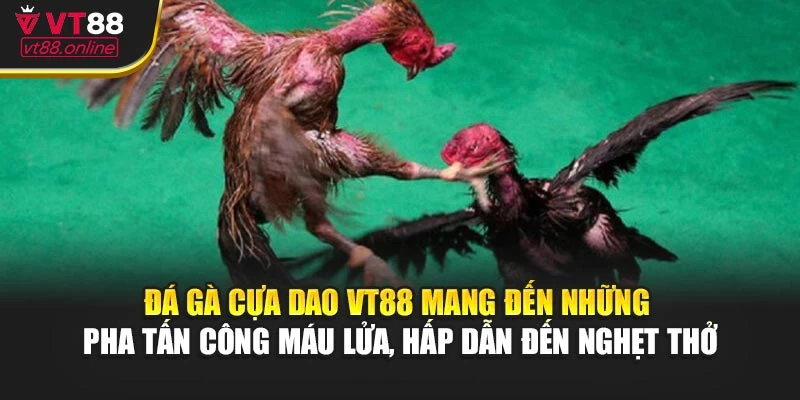 Đá gà cựa dao VT88 mang đến những pha tấn công máu lửa, hấp dẫn đến nghẹt thở