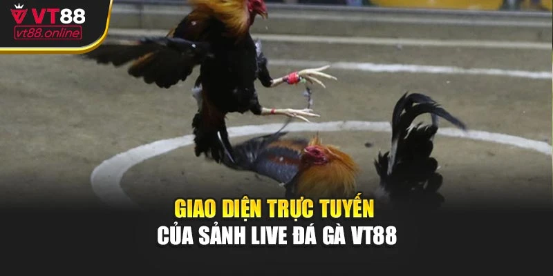Giao diện trực tuyến của sảnh live đá gà VT88