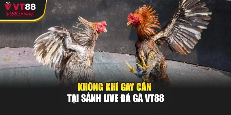 Không khí gay cấn tại sảnh live đá gà VT88