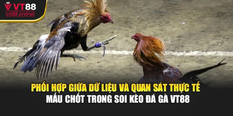 Phối hợp giữa dữ liệu và quan sát thực tế – Mấu chốt trong soi kèo đá gà VT88