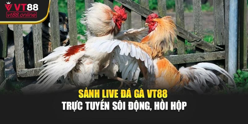 Sảnh Live Đá Gà VT88 - Trực Tuyến Sôi Động, Hồi Hộp