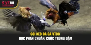 Soi Kèo Đá Gà VT88 - Đọc Phán Chuẩn, Cược Trúng Đậm