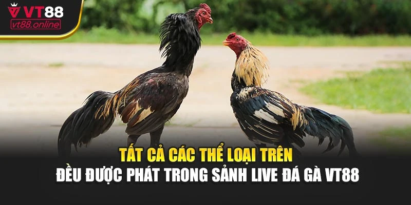 Tất cả các thể loại trên đều được phát trong sảnh live đá gà VT88