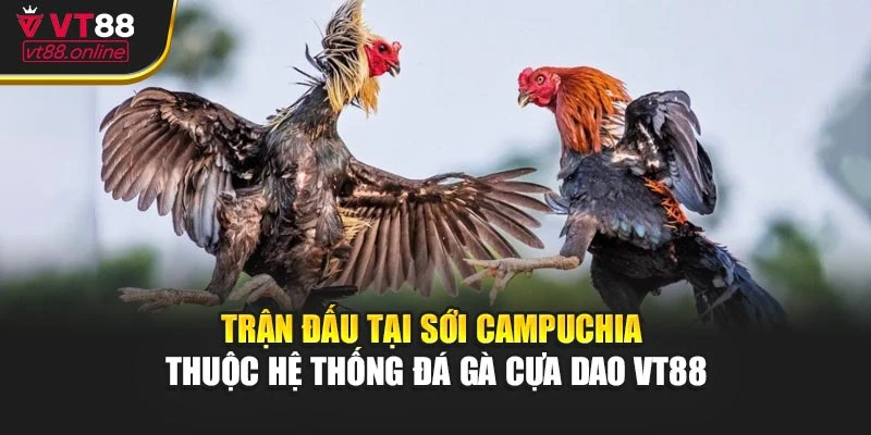 Trận đấu tại sới Campuchia thuộc hệ thống đá gà cựa dao VT88